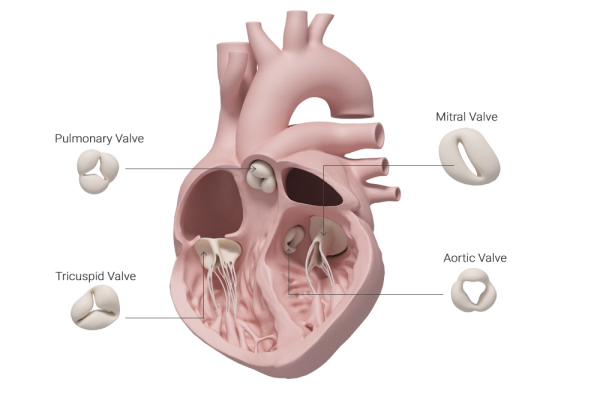 吸塑包装在心脏瓣膜领域中的应用